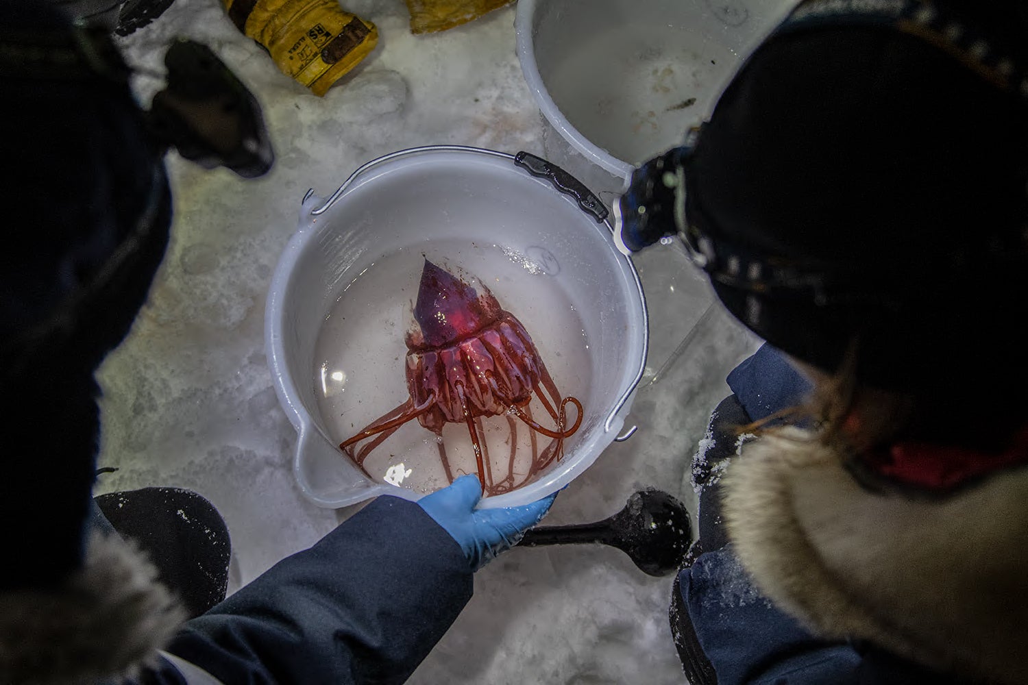 Helmet jellyfish in bucket on ice