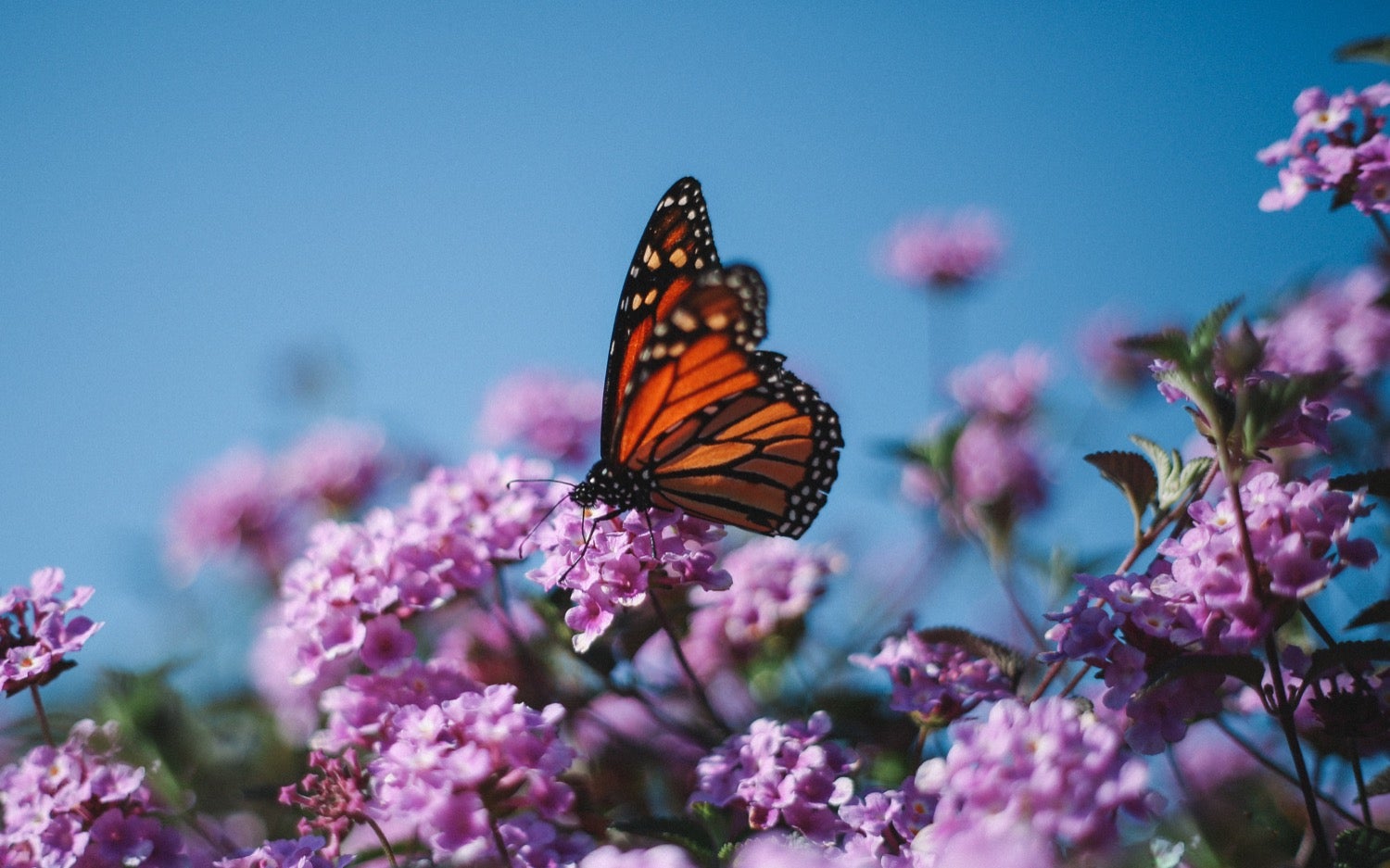 ¿Están las mariposas monarca en peligro de extinción en los Estados Unidos?