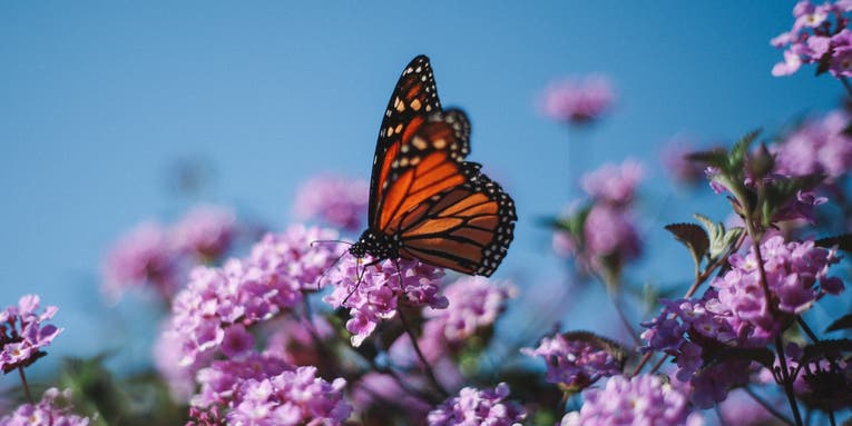 The monarch butterfly is scientifically endangered. So why isn’t it legally protected yet?