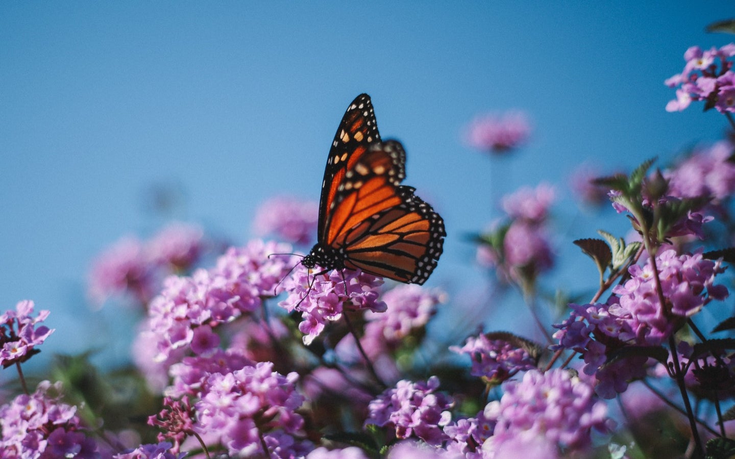 a vibrant orange and black monarch butterfly perched on a purple flower