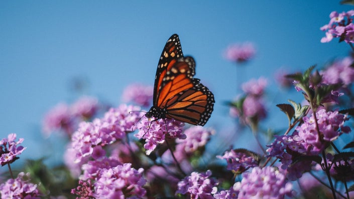 The monarch butterfly is scientifically endangered. So why isn’t it legally protected yet?