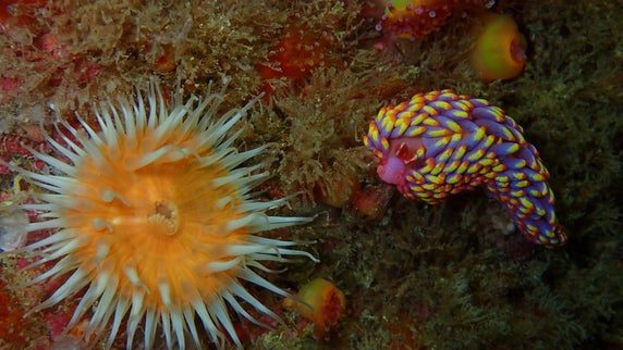 This dashing tropical sea slug just showed up in the UK