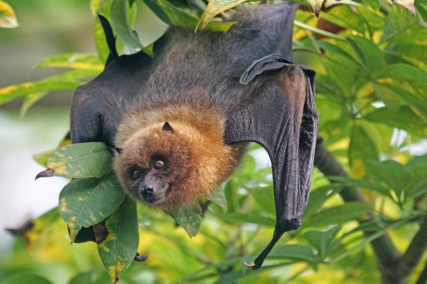 It turns out, humans can echolocate—just maybe not as well as bats.