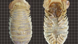 This giant isopod lives in the crater of a dinosaur-killing asteroid