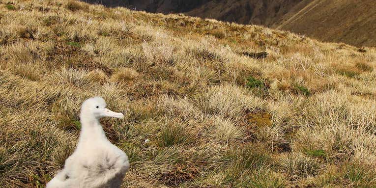 These critically endangered albatrosses are being plagued by mice
