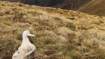 These critically endangered albatrosses are being plagued by mice
