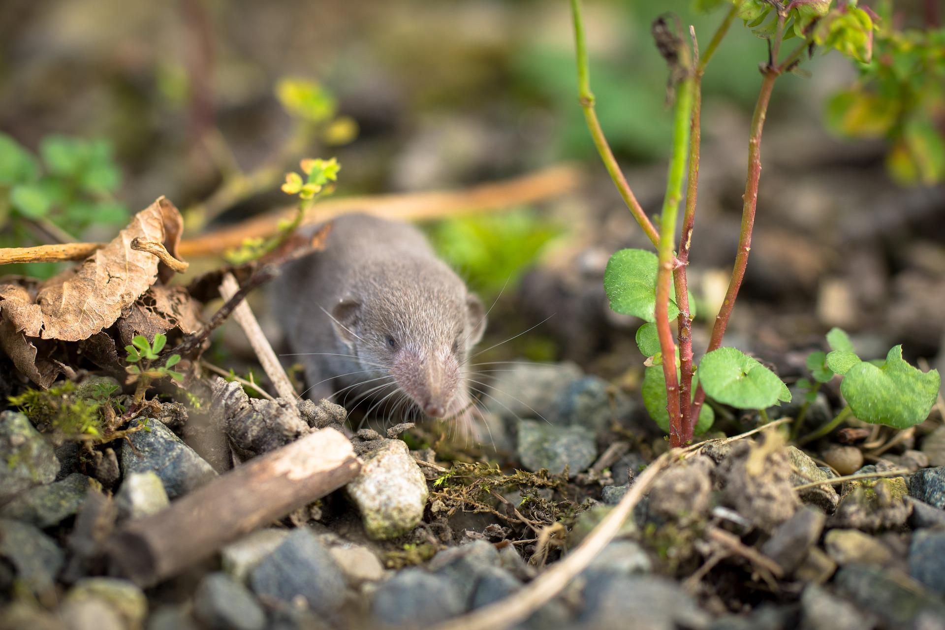 Newly discovered Langya virus may have jumped from shrews to humans