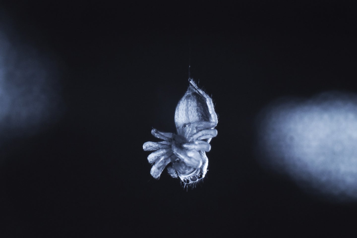 a black and white ghostly image of a jumping spider hanging by a thin silk strand in a sleep-like state