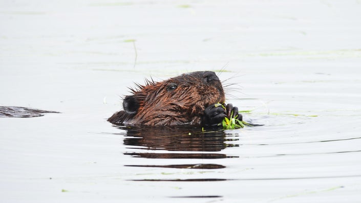 Wolves and beavers can have magical ecosystem effects—if they have space to thrive