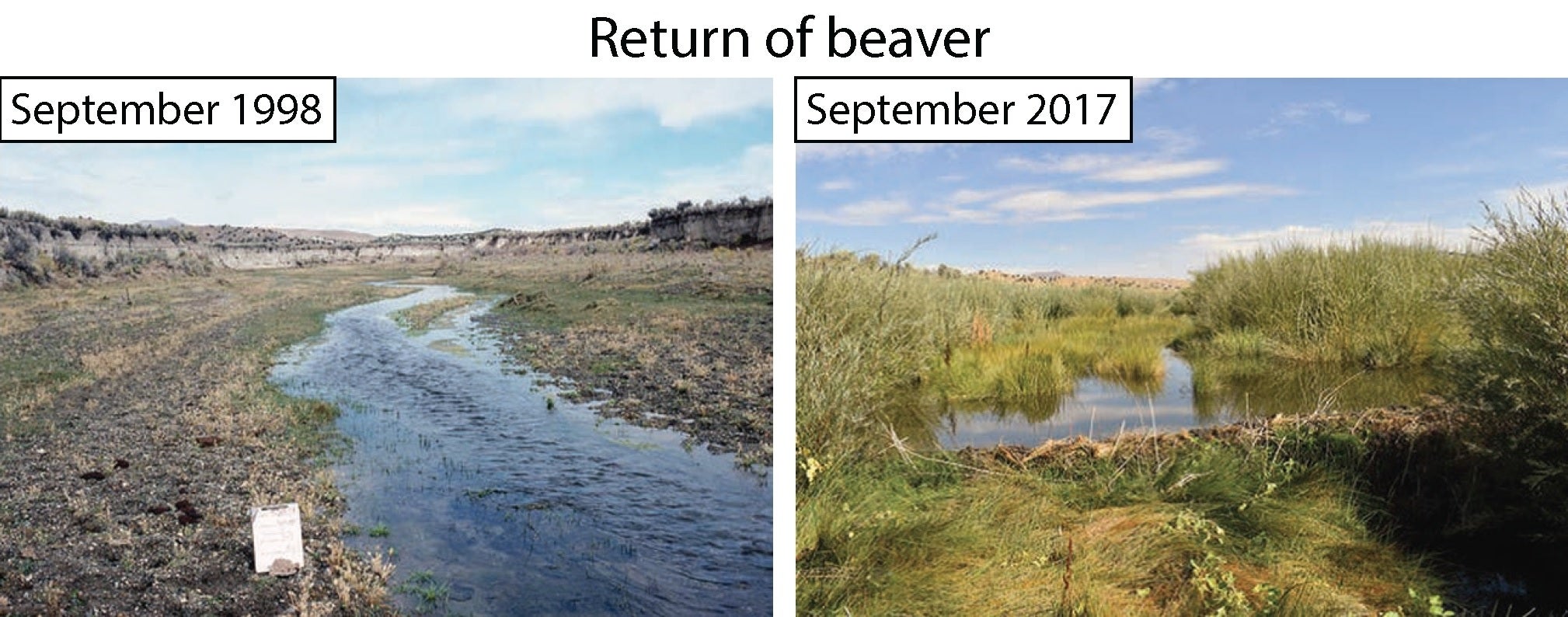 Perubahan ekosistem sungai sebelum dan sesudah pembuatan bendungan berang-berang di lahan publik