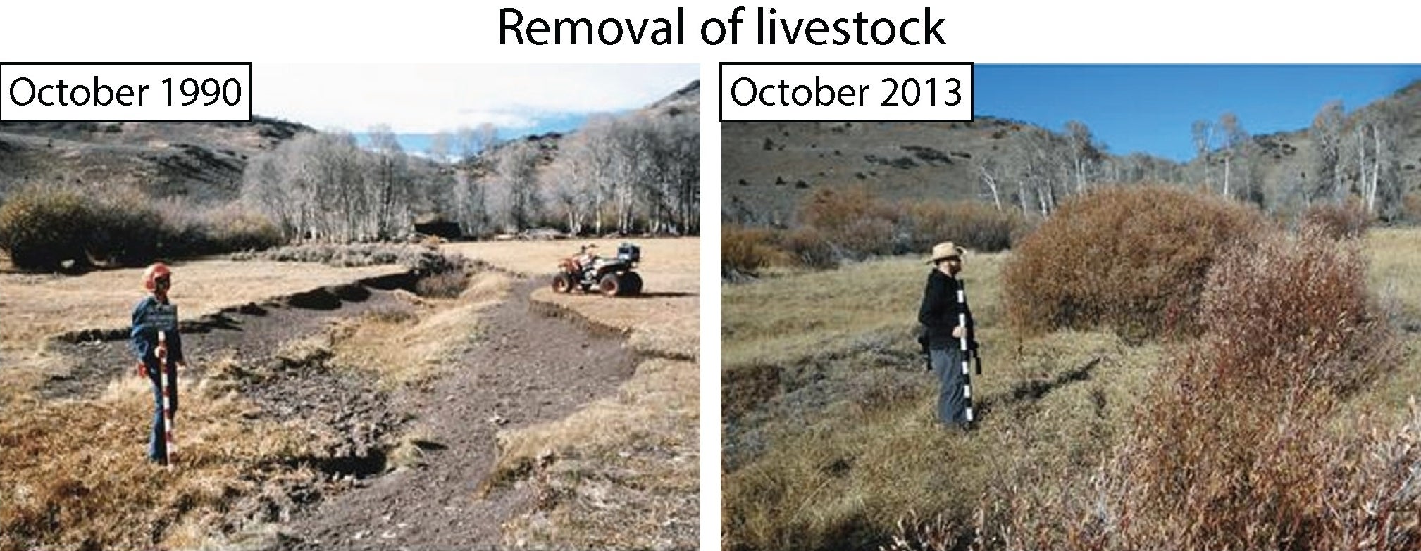 Regrowth of plants on riverbanks on public lands with before and after comparison