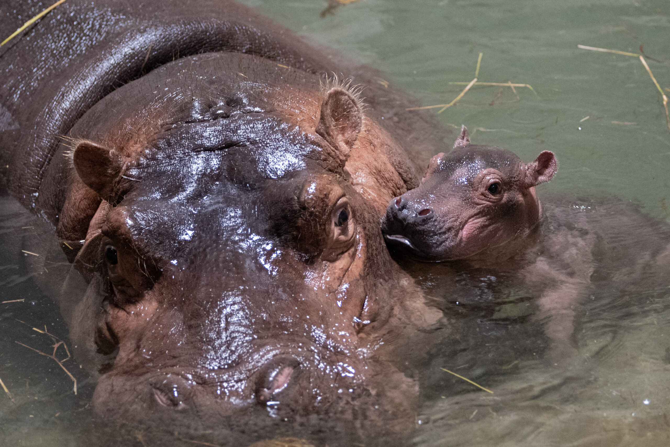 Cincinnati Zoo welcomes surprise baby hippo after mother’s birth control ‘fritzes’
