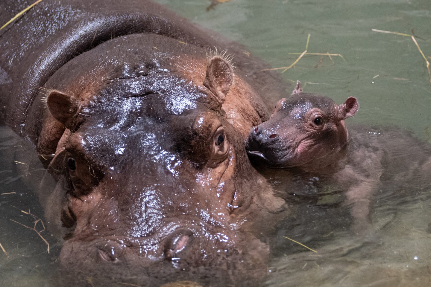 Baby hippo Fritz with mother at Cincinnati Zoo.