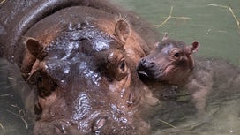 Cincinnati Zoo welcomes surprise baby hippo after mother’s birth control ‘fritzes’