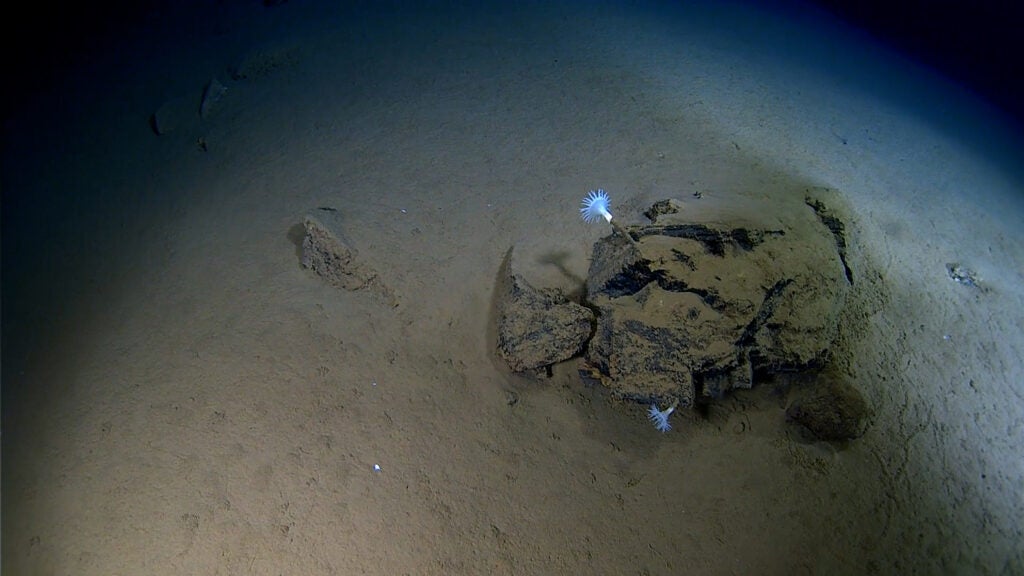 a seafloor image of two white tubular sea creatures attached to a rock