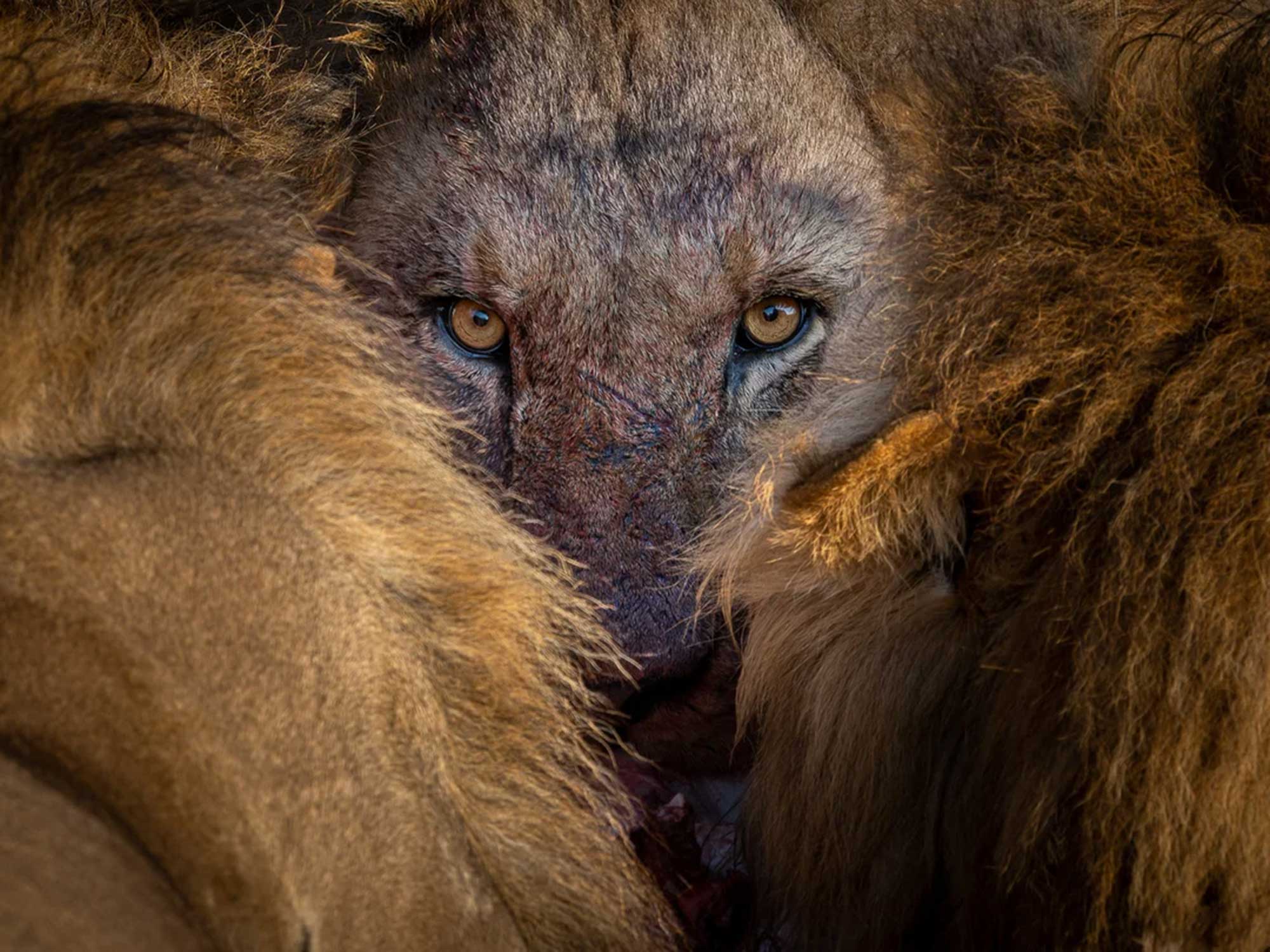 From lions to waterfalls, here are some of the year’s best nature photos