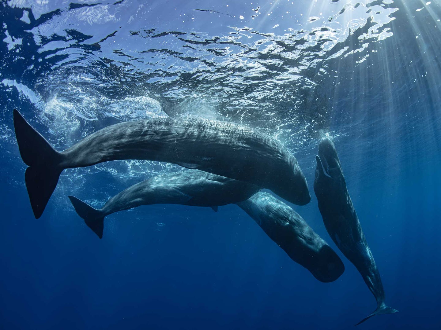 In the Mediterranean Sea, ship strikes are the leading cause of death for sperm whales.