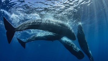 High-tech buoys with underwater microphones could save sperm whales from ship collisions