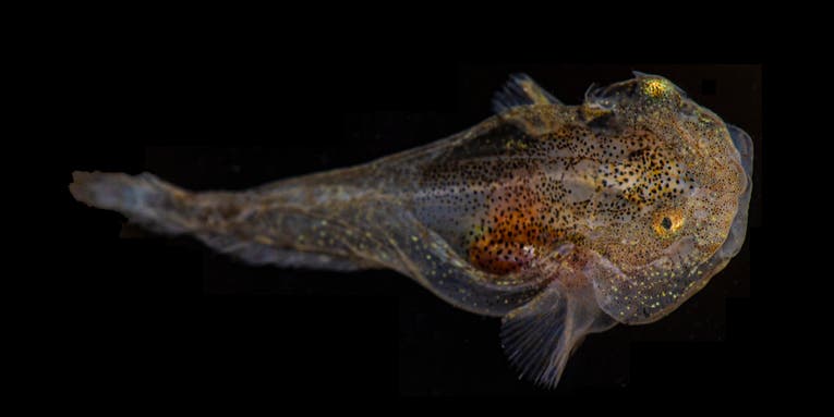 Biofluorescent snailfish brave Arctic waters with built-in antifreeze