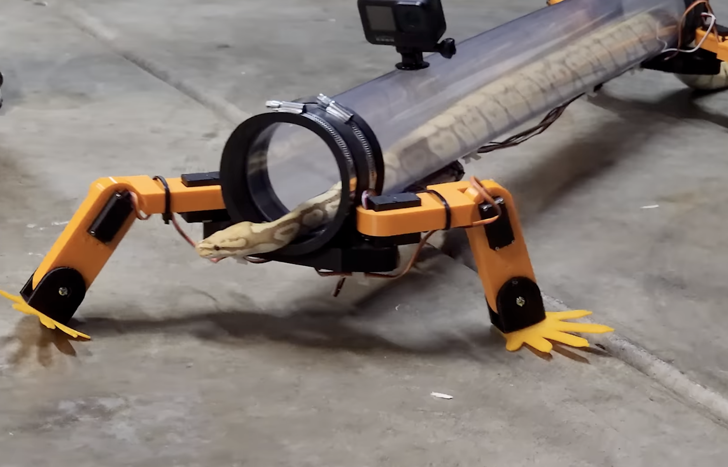 YouTube screenshot of snake using DIY invention to walk with robot legs