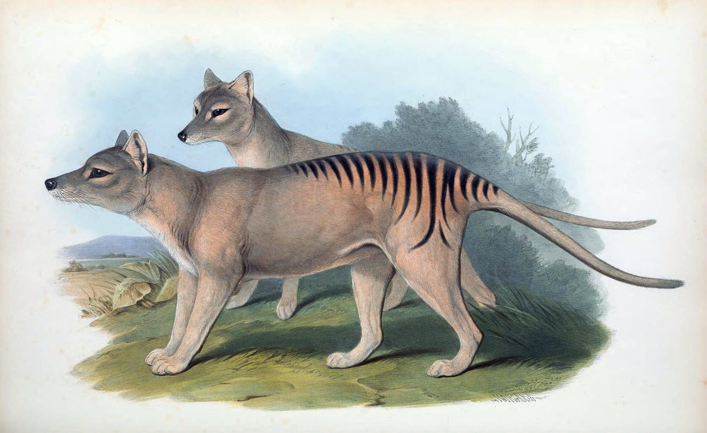 Two extinct Thylacines or Tasmanian tigers.