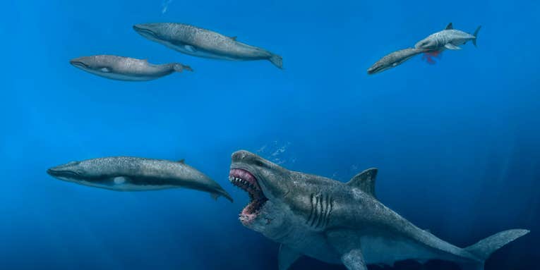 3D models show the megalodon was faster, fiercer than we ever thought