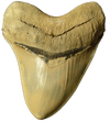 A megalodon tooth