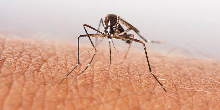 New York City sees a record-breaking number of West Nile virus-infected mosquitoes