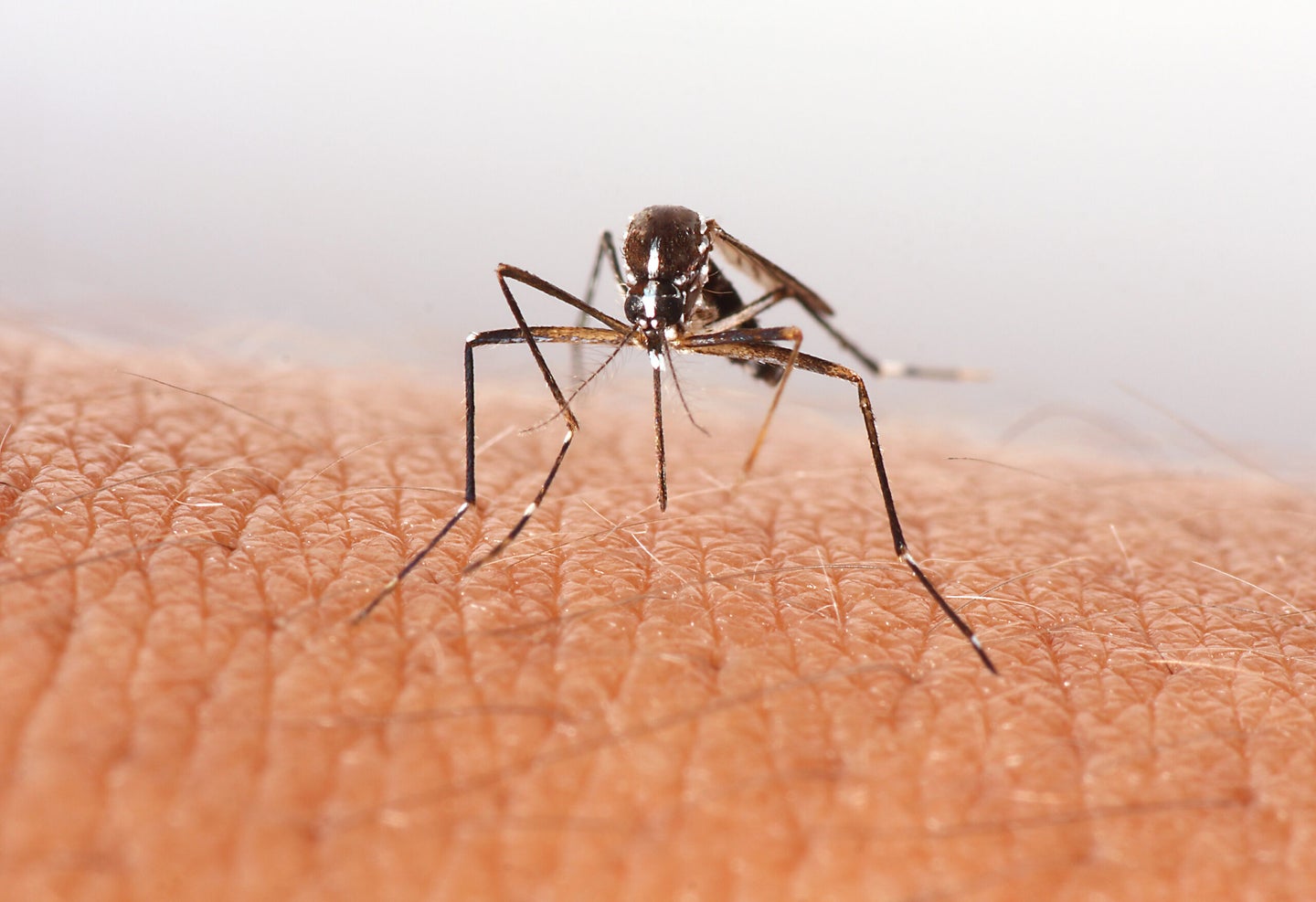 A mosquito bites human skin