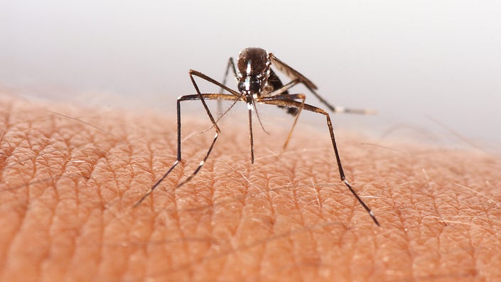 New York City sees a record-breaking number of West Nile virus-infected mosquitoes