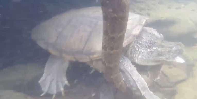 Snapping turtle brutally takes down a water snake on camera