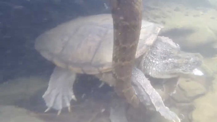 Snapping turtle brutally takes down a water snake on camera