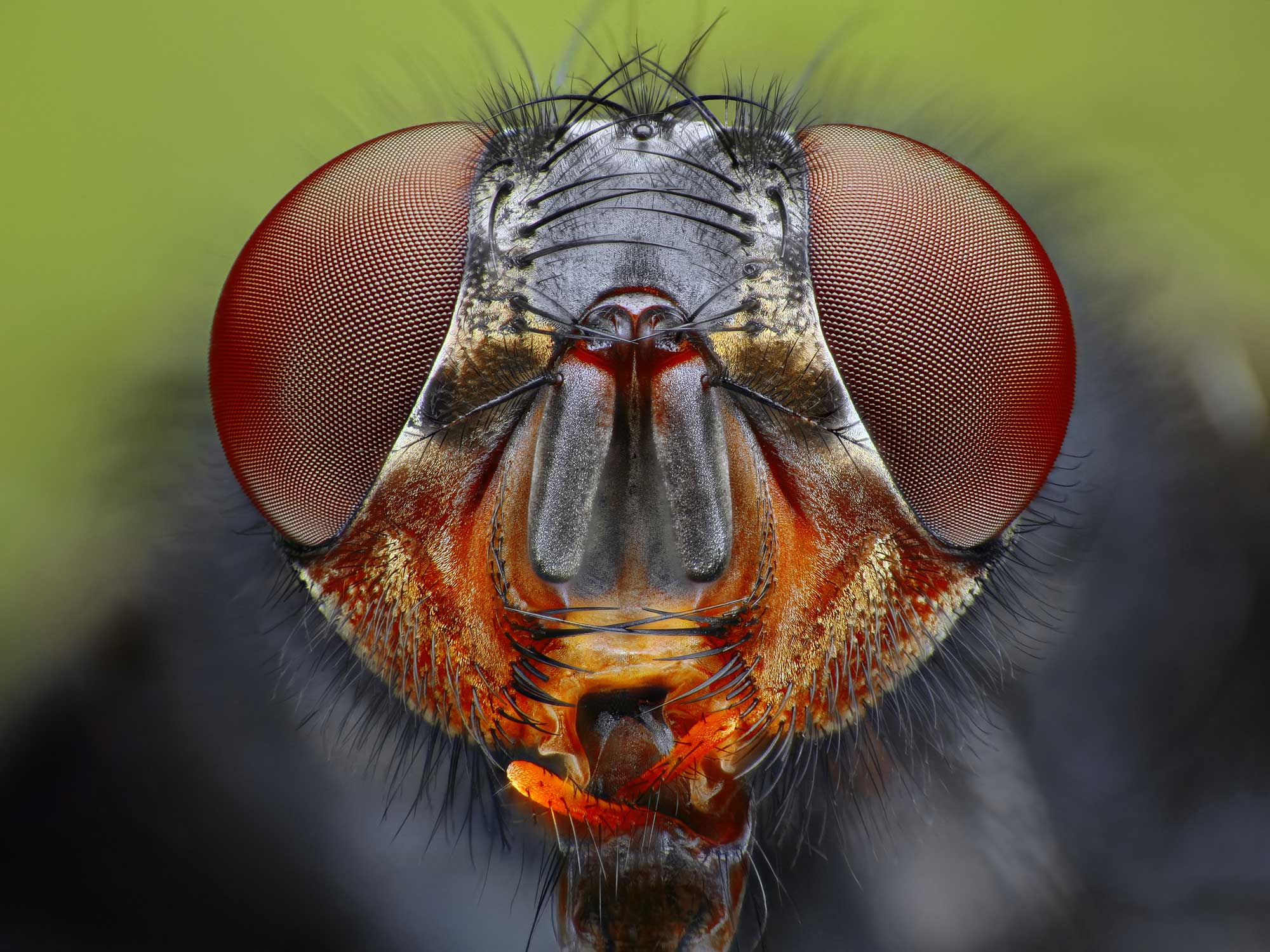 ¿Por qué es tan difícil matar moscas?