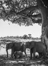 African elephants standing in shade of giant baobab tree on the savannah in black and white
