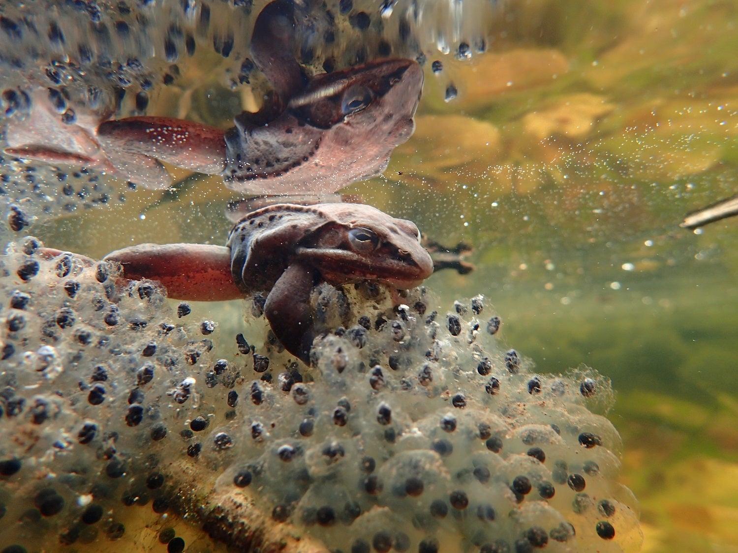 Male wood frog underwater with cluster of eggs