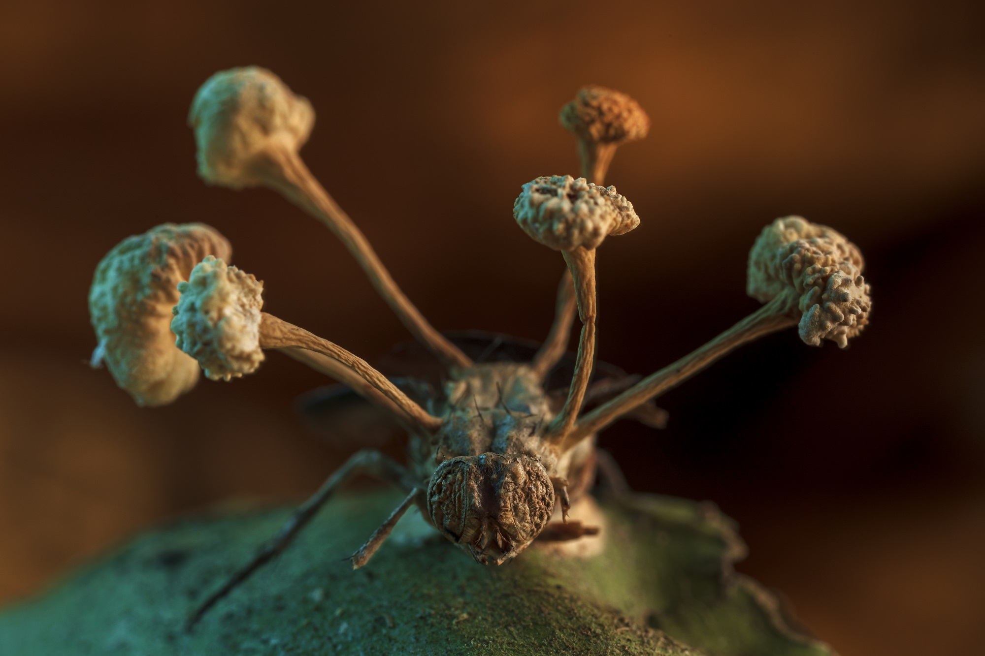 Parasitic fungi bursting from a fly's back in macro