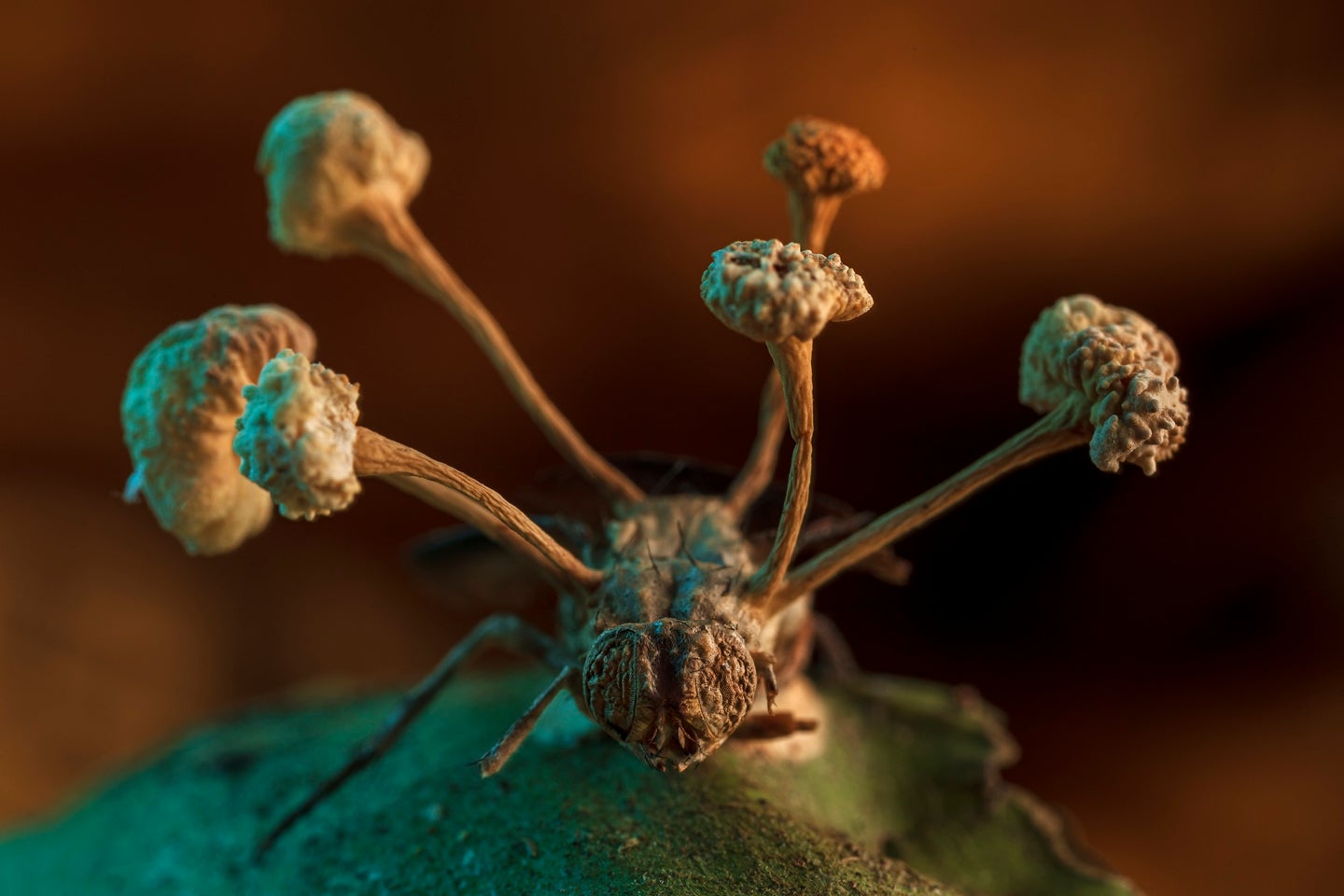 Parasitic fungi bursting from a fly's back in macro
