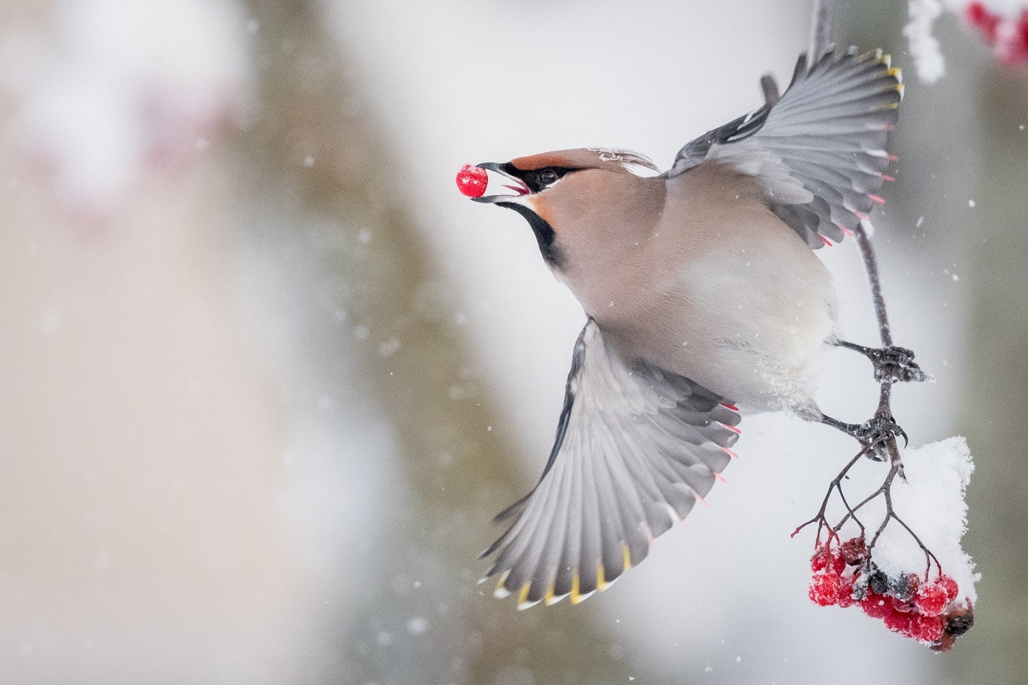 A waxwing bird taking off with a red berry in its beak with a snowy background