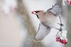 Waxwing bird taking flight with red berry in its beak with a snowy background