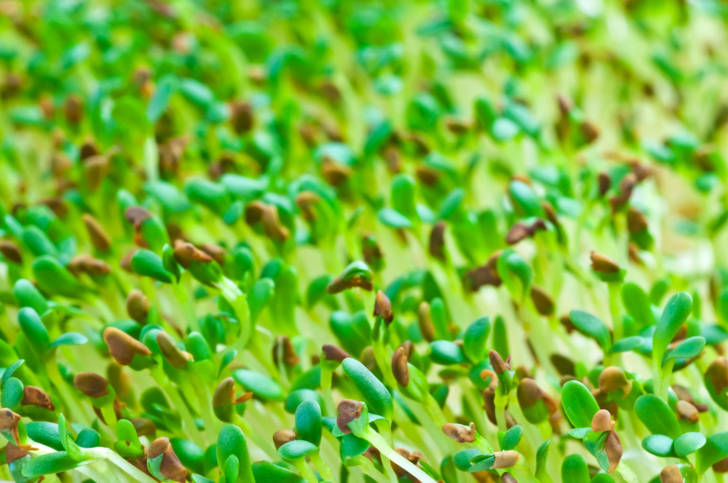Alfalfa sprouts have the potential to grow in Martian soil.