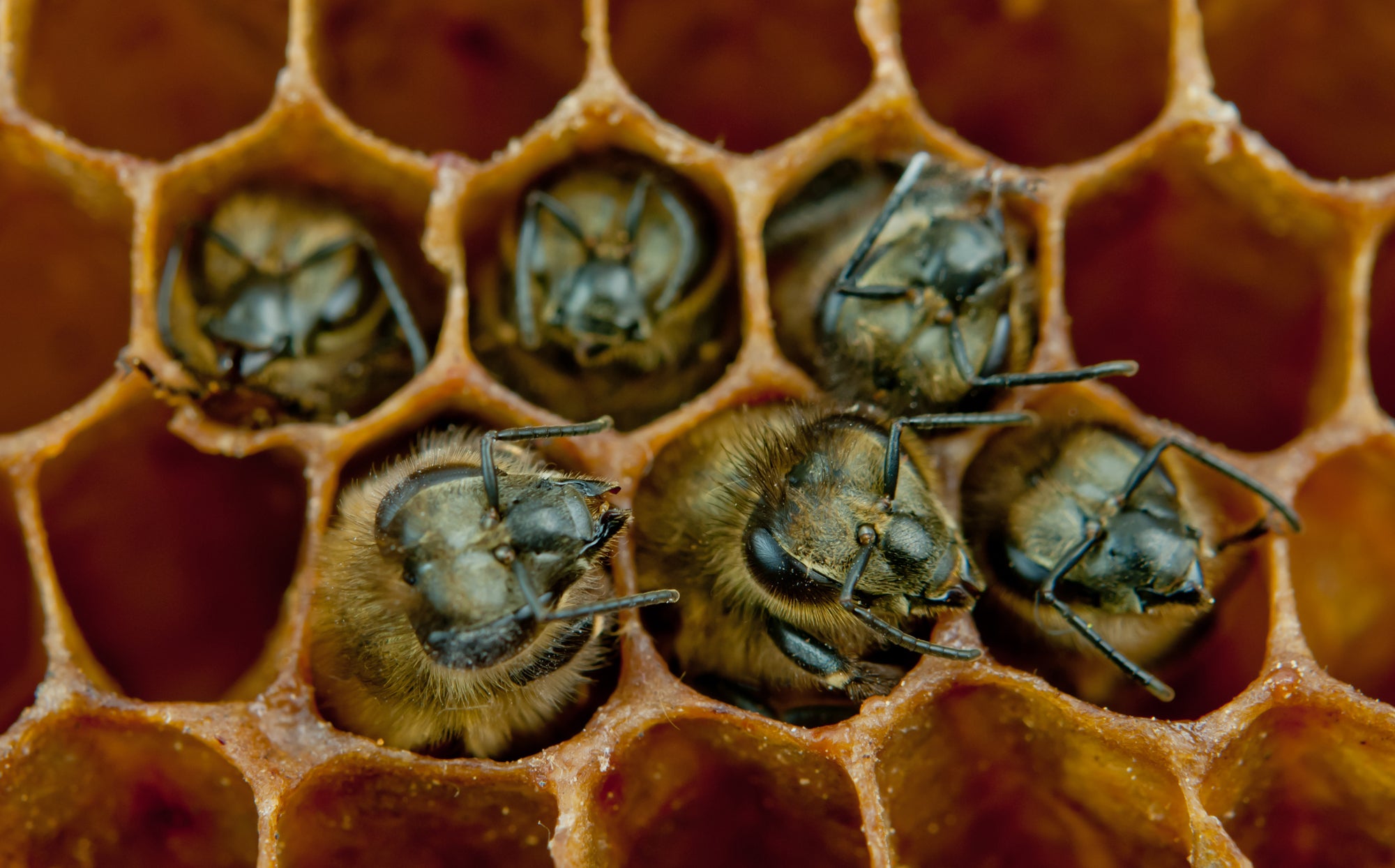 Las abejas con bacterias intestinales saludables hacen más amigos