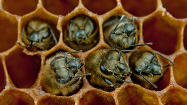 Bees make more friends when they’re full of healthy gut bacteria