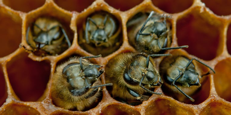 Bees make more friends when they’re full of healthy gut bacteria