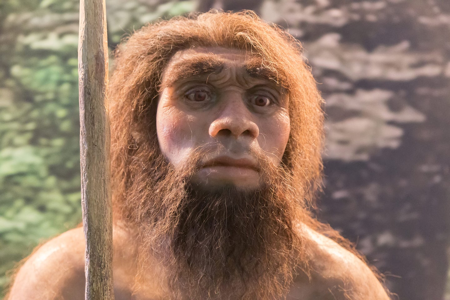 Neanderthals are the closest extinct ancestor to modern day humans and looked something like this.