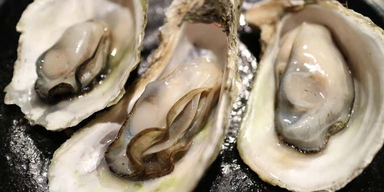 Wild oysters are tastiest in months that end with ‘R’—here’s why