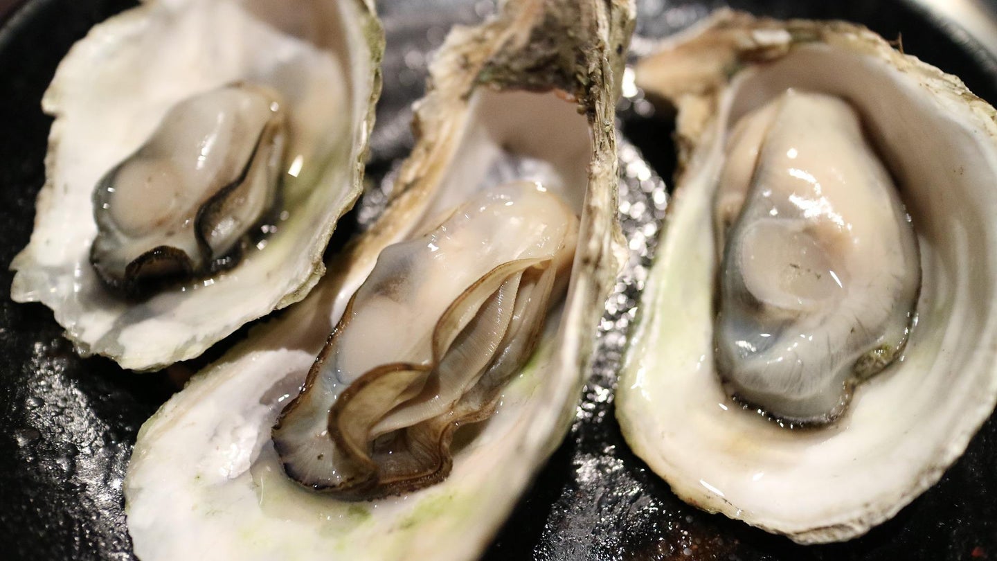 There is actually a "right" time to eat wild oysters.