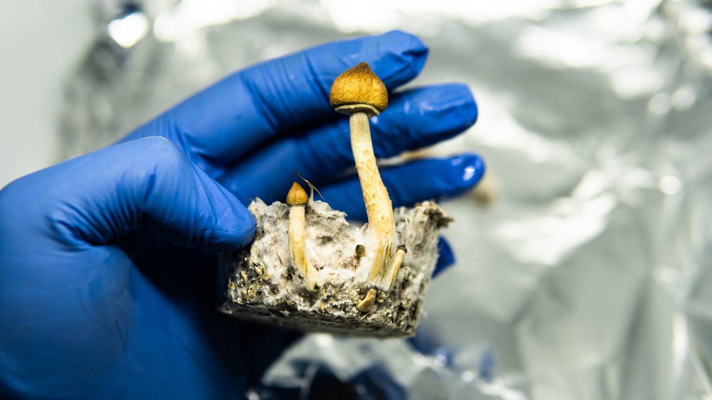 The mushrooms that are the source of psilocybin.