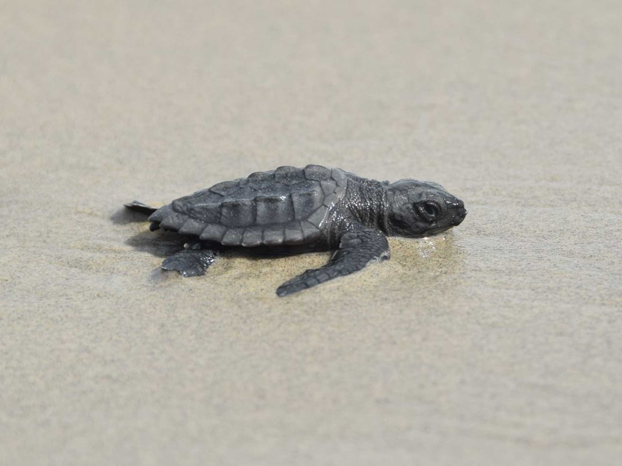 After 75 years, a particularly uncommon sea turtle returns to Louisiana