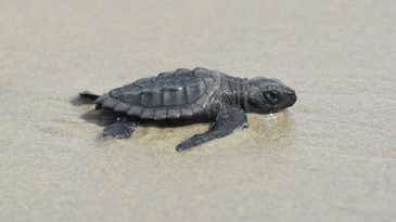 After 75 years, an extremely rare sea turtle returns to Louisiana