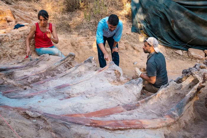 The excavation campaign at the Monte Agudo paleontological site (Pombal, Portugal) resulted in the extraction of part of the fossilized skeleton of a large sauropod dinosaur. CREDIT: Instituto Dom Luiz (Faculty of Sciences of the University of Lisbon) (Portugal)